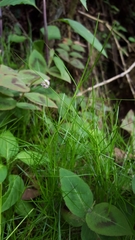 Isolepis fluitans image