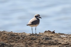 Charadrius alexandrinus