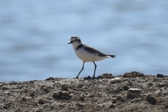 Charadrius alexandrinus