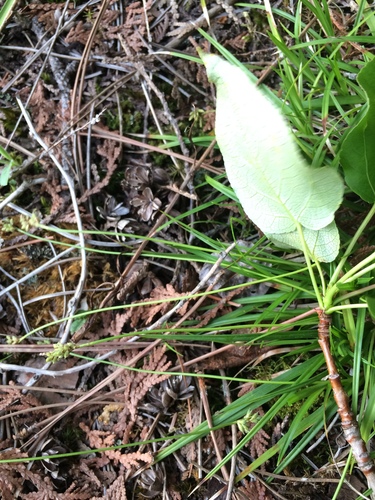 Image of Carex concinna by no rights reserved