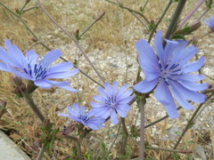 Cichorium intybus