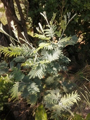 Acacia mearnsii