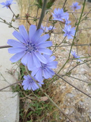 Cichorium intybus