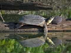 Apalone spinifera pallida
