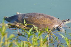 Apalone spinifera pallida