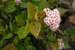 Spiraea morrisonicola