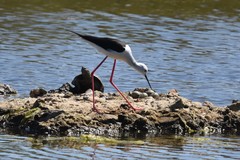 Himantopus himantopus