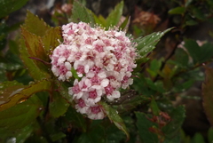 Spiraea morrisonicola