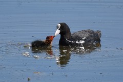 Fulica atra