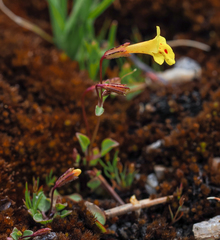 Erythranthe howaldiae