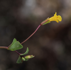 Erythranthe howaldiae