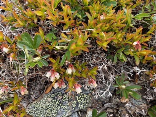 Image of Vaccinium boreale by (c) Tyler Smith, some rights reserved (CC BY-SA)