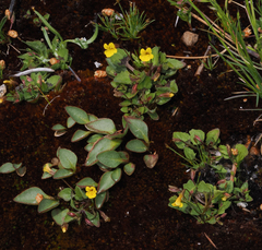 Erythranthe howaldiae