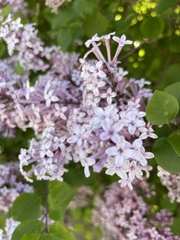 Syringa meyeri