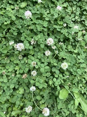 Trifolium repens