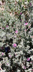 Frankeniaceae
