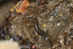 Desmognathus brimleyorum