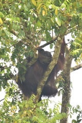 Pongo pygmaeus