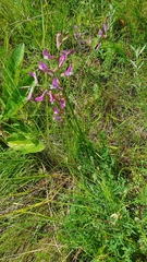 Astragalus macropus