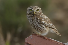 Athene noctua