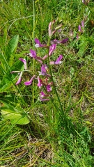 Astragalus macropus
