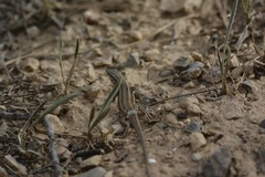 Ophisops occidentalis