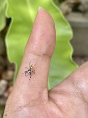 Phintelloides versicolor