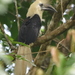 White-crowned Hornbill - Photo (c) Tan Kok Hui, some rights reserved (CC BY-NC), uploaded by Tan Kok Hui