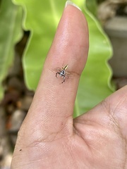 Phintelloides versicolor