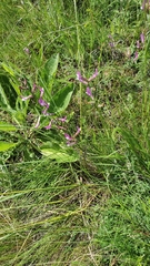 Astragalus macropus