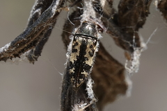 Acmaeodera connexa