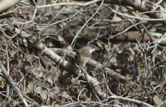 Curruca melanocephala