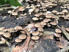 Favolaschia manipularis