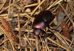 Canthon chalcites