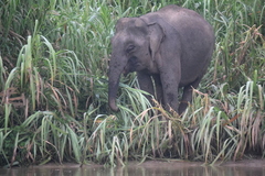 Elephas maximus borneensis