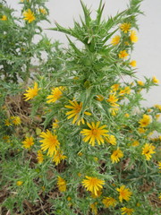 Scolymus hispanicus