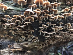 Favolaschia manipularis