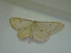 Idaea politaria
