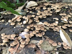 Favolaschia manipularis