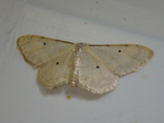 Idaea politaria