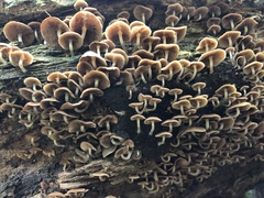 Favolaschia manipularis