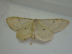 Idaea politaria