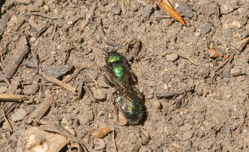 Green Small-Mason