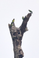 Psittacula longicauda