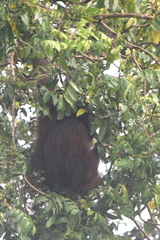 Pongo pygmaeus