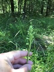 Platanthera lacera