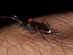 Aptesini