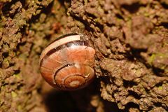 Cepaea nemoralis