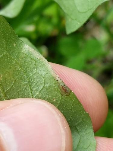 Phytomyza clematiphaga