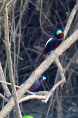 Cymbirhynchus macrorhynchos